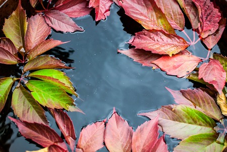 Autumn leaves of grapes in water. Autumn texture and background. Reflection of the sky. Selective...