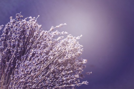 Dry lavender on a trendy violet background. Violet illuminationの写真素材