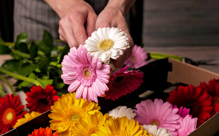 Florist at work. Female hands hold a gerbera flower.の写真素材