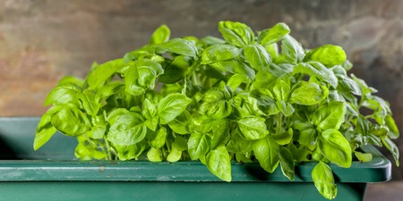 Green basil on a wooden background. Low key light. Food bannerの写真素材