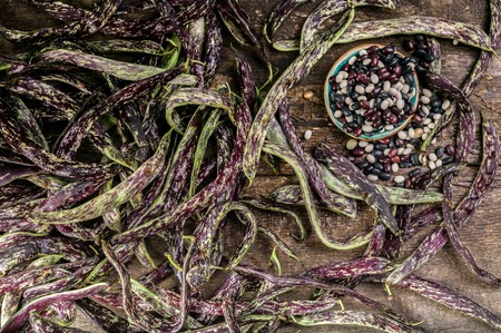 Colored beans on a wooden background. Pods and seeds of beans Top view