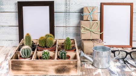 Mock Up Banner Collection of cacti in wooden box. Photo of various types of cacti. Image toning.の写真素材