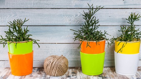 Banner. House plants in colorful pots on a light wooden backgroundの写真素材