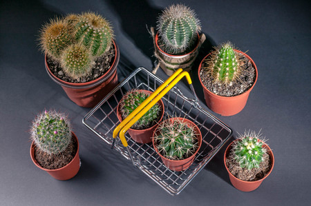 Cacti collection on dark background. Low key lighting