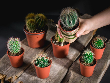 Children's hand holds a cactus. Cacti collection on dark background. Low key lightingの写真素材