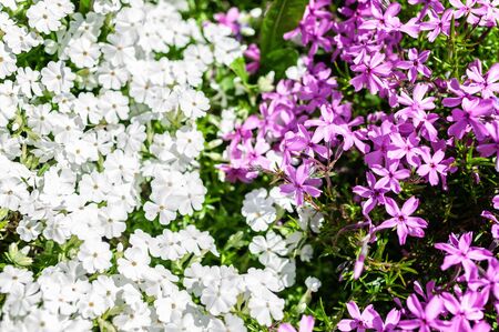 Small red and white flowers background. White and red phlox.の写真素材