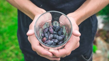 Summer banner. Men's hands hold the blue honeysuckle berries in a glass.