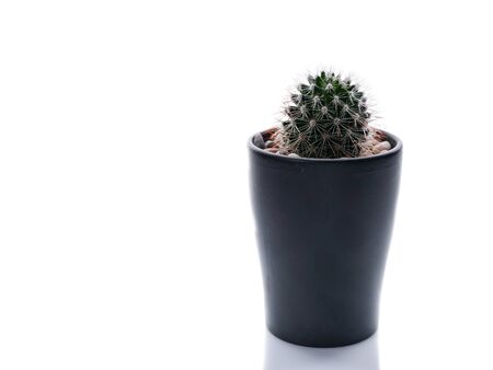 Cactus in a pot isolated object on a white background. Copy spaceの写真素材