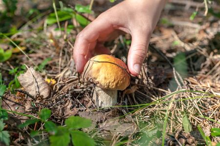 Children hand picks a porcini mushroom. Autumn conceptの写真素材