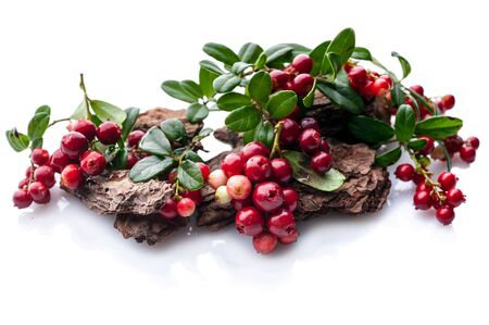 Ripe lingonberry berries on a white background. Isolated autumn compositionの写真素材