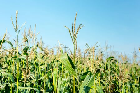 Tall corn stalks on the blue sky background.の写真素材