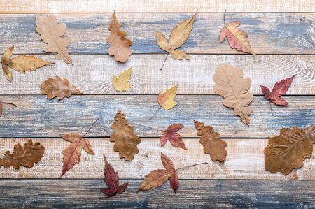 Autumn pattern. Dry maple and oak leaves on a horizontal wooden background. Top view