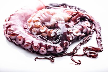 Delicious sea delicacy. Octopus tentacles on white background. Horisontal shot. Close-up.の写真素材