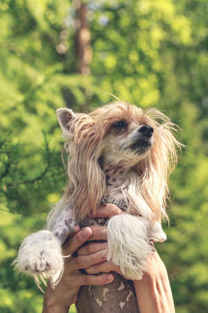 Hands holding a cute red-haired dog on the background of green trees. Chinese crested dog. Vertical...