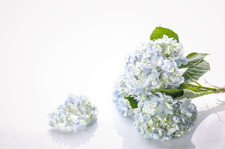 Light blue hydrangea flowers on a white background. Copy space