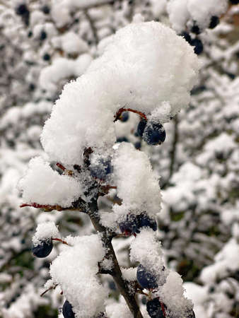 Snow on the branches of the bush. Berries under a layer of snow. Winter background. Vertical shot