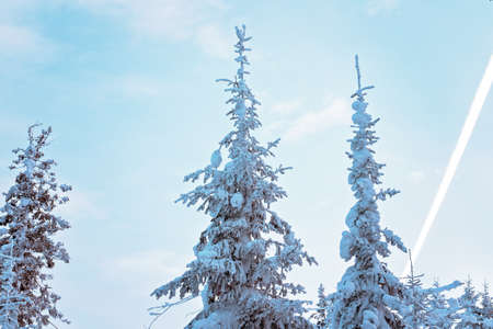 Trees in the snow. Snow-covered pine and spruce trees on the top of the mountain against the background of the winter sky.の写真素材