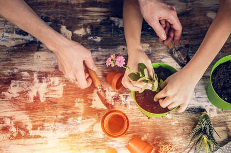 caucasian woman and her daughter's nice hands are holding flowers planting tools. family domestic garden. spring activities, sunny days.top view.の写真素材