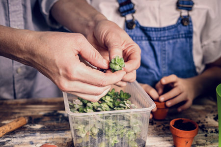 thin hands of a caucasian mother are holding a succulent seedling. family domestic garden, spring activities. close-up.の写真素材