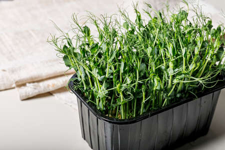 Microgreens of green peas in a plastic container. Super food. Healthy and tasty food. Copy space.