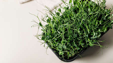 Food banner. Microgreens of green peas in a plastic container on a light background. Super food. Healthy and tasty food. Copy space.の写真素材