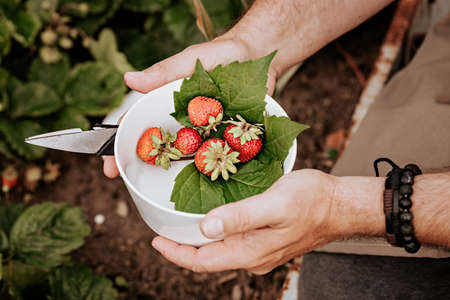 Human hands are holding ripe strawberries in a white bowl. Harvesting berries. Farmers male hands...