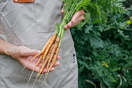 Farmer hands holding a fresh carrot with green leaves. Autumn harvest concept. Farmer organic...