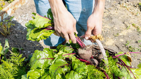 A man harvests beets in a basket from his garden. Gardening concept. Growing fresh, healthy organic vegetables. Summer sunny day backgroundの写真素材
