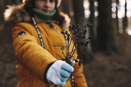 A girl in an orange warm jacket holds a dry branches. Autumn seasonal bouquet. Soft focus. Hands in warm knitted gloves close-up. Vintage toning.の写真素材