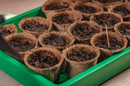 Peat pots for seedlings with soil. Process of preparation prepended seedlings for the new season. Home gardening concept. domestic life and hobbies. close-upの写真素材