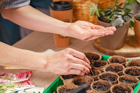 Woman's hands holding plant seeds. Process of preparation prepended seedlings for the new season....