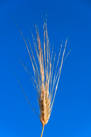 macro shot of ear of wheat over blue skyの写真素材