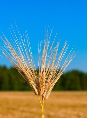 macro shot of three ear of wheat over sky, forest and field as background の写真素材