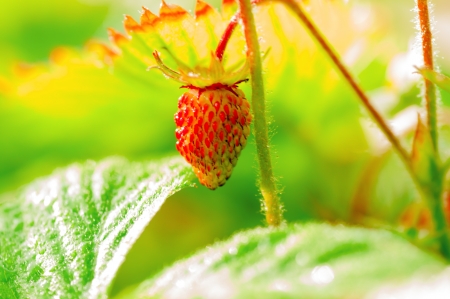 Unripe strawberries on branch.の写真素材