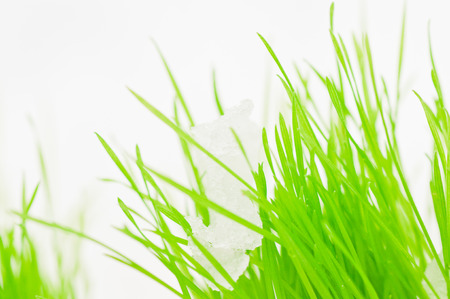 fresh green grass on the snow. spring is nearの写真素材