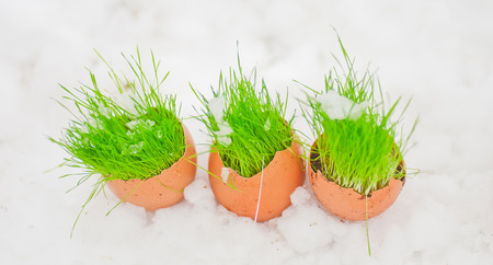 Easter egg with green grass over snow.