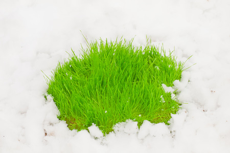 fresh green grass on the snow. spring is nearの写真素材