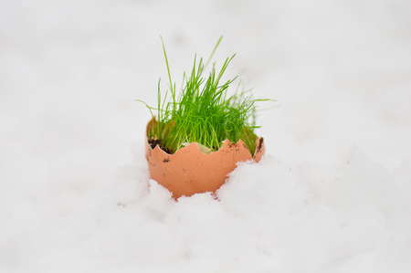 Easter egg with green grass over snow.の写真素材