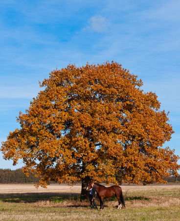 beautiful woman walking with horse and oak tree as backgroundの写真素材