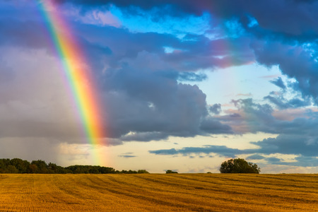 Rainbow over the wheat field landscape on dark cloudy skyの写真素材