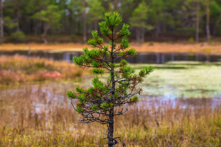 Little spruce or pine in a swampの写真素材