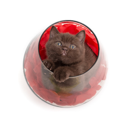 Adorable british little kitten posing in a big glass with rose petalsの写真素材