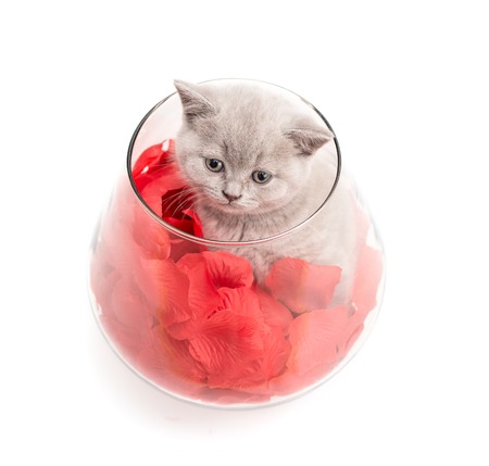 Adorable british little kitten posing in a big glass with rose petalsの写真素材