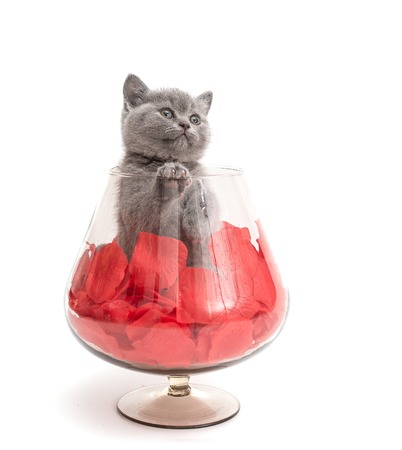 Adorable british little kitten posing in a big glass with rose petalsの写真素材