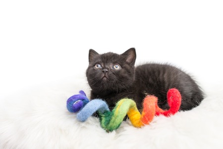 Adorable british little kitten posingon a pillow.の写真素材