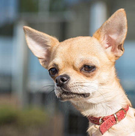 Close-up outdoor portrait of a chihuahua dogの写真素材