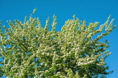 spring white blossom apple tree flowers. selective focus