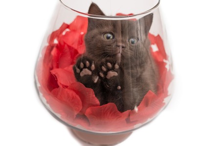 Adorable british little kitten posing in a big glass with rose petalsの写真素材