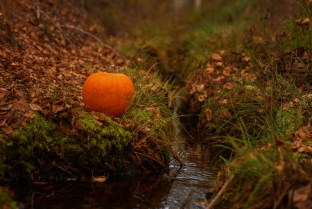 a Halloween pumpkin on leaves in woods.の写真素材
