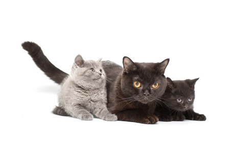 Adorable british little kitten posing on a whiteの写真素材